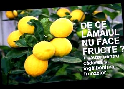 nyirok méregtelenítés citrusokkal)