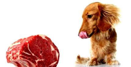 Суровото месо е полезно за кучета; Агроленд