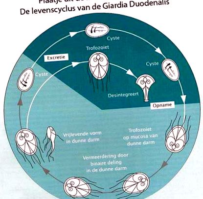 Hogyan nyilvánul meg a giardiasis az emberekben? - Országos Epidemiológiai Központ honlapja
