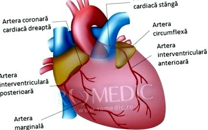 mennyi a normális szívverés Alternatív szívegészségügyi kezelések Németországban