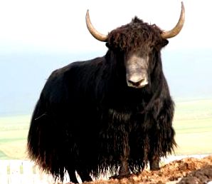 Szándékosan halálra gázoltak egy viadalról szökött bikát Spanyolországban – videó