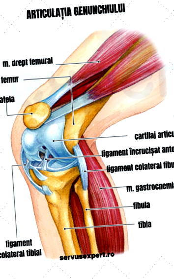 hogyan kell kezelni az oldalsó térdfájdalmat deformáló osteoarthritis megelőzése