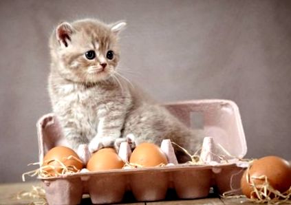 Vajcia pre mačky; Agroland
