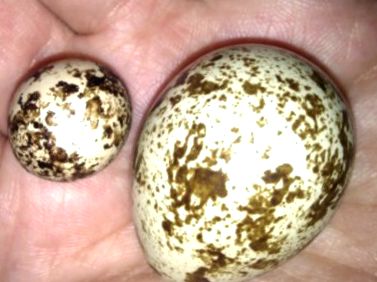 quail tojás cukorbetegség kezelése