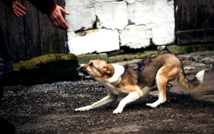 Какво можете да направите, за да намалите риска от ухапване от кучета