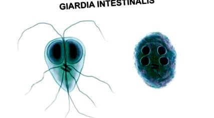 giardia lamblia fertőzés kezelése