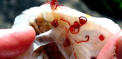 mik a férgek és hogyan néznek ki szubkután paraziták az embergyógyászatban