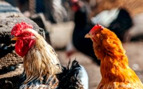 férgek csirkék kezelésében hogyan lehet eltávolítani a férgeket a fülből