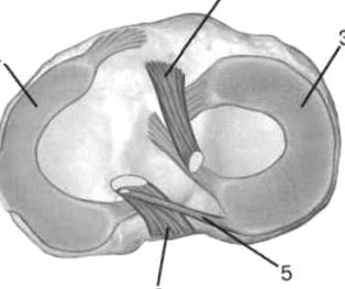 kétoldali deformáló osteoarthritis hátfájás közvetlenül a bordák alatt
