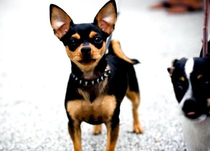 A beteg kutyák Chihuahua betegség - jelek, tünetek - cikkek Directory - kedvenceink