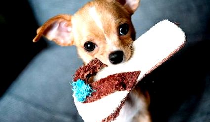 A beteg kutyák Chihuahua betegség - jelek, tünetek - cikkek Directory - kedvenceink