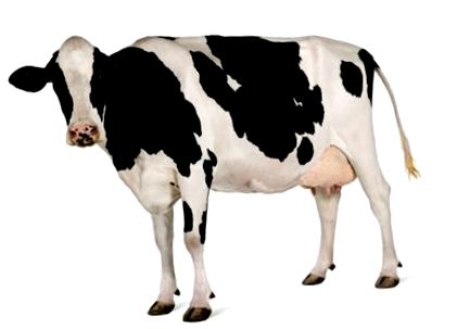 holštajnských kráv