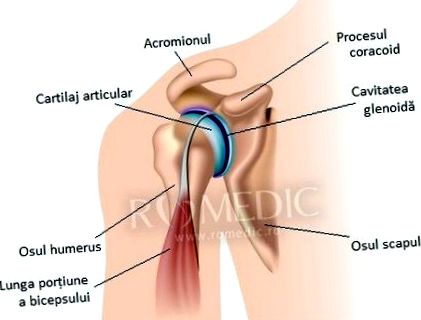 csípő coxarthrosis artrózisa hogyan kell kezelni az ízületi diszlokáció kárt okoz