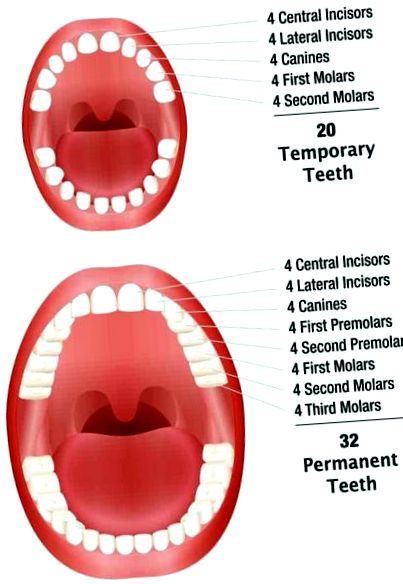 зъби