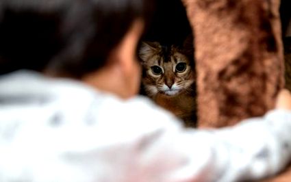 Mit utálnak a macskák és hogyan lehet megkönnyíteni az életüket