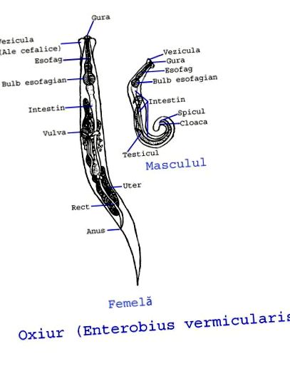 oxyuris vermicularis életciklusa szemölcsök a húgycső közelében nőknél