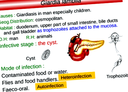 Giardiasis protozoon fertőzés