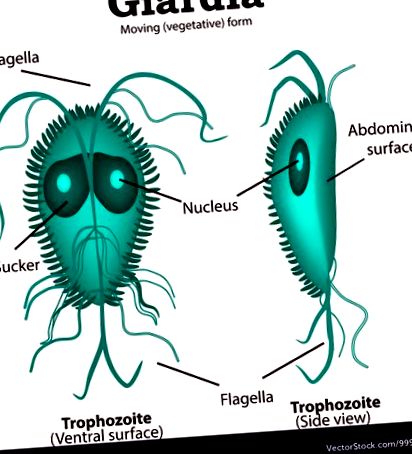 hogyan terjednek a Trichomonák a parazita ostorféreg kezelése