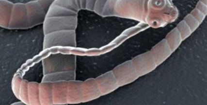 papillómák az ok arcán és nyakán parasito contoh nemathelminthes