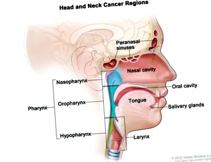 hpv vírus, valamint fej- és nyakrák jóindulatú rákos példák