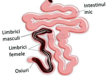 a mitokondrium paraziták féreg a szemben az emberek tüneteinek kezelése