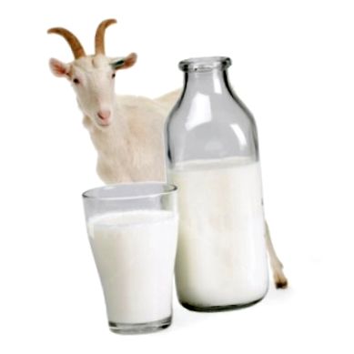 A tej segítségével megelőzhető a cukorbetegség - EgészségKalauz