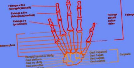 a kezek ízületeinek osteoarthritis 1 fok
