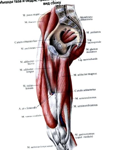 csípőízületek ízületi fitoterápiája