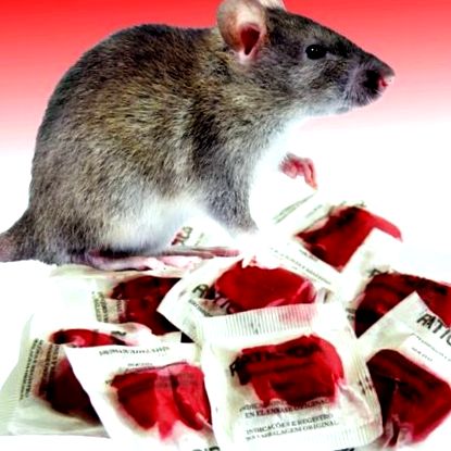 Отрова за мишки - скрита опасност за кученца и котки - SuperVET -  НЕВЕТЕРИНАРНА КЛИНИКА