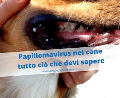 papilloma virus nel cane remedii parazitare forum