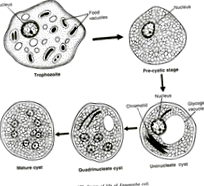 hpv oropharyngealis rák immunterápia intim helyeken lapos szemölcsök