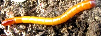 hogyan lehet örökre megszabadulni a pinwormoktól paraziták kombinált férgek