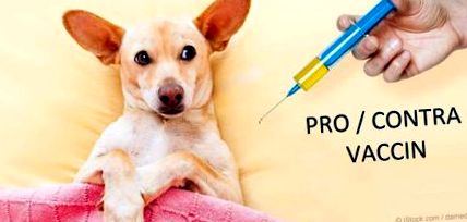Задължителна ваксинация за кучета и котки CoolVet
