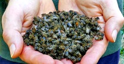 Bee Podmore 2-es típusú diabetes leche6niya receptek, hogyan lehet egy tinktúra Podmore méhek