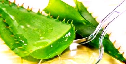 Aloe vera: kívül-belül gyógyír