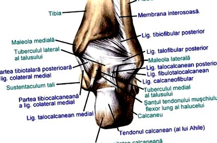 Artrózis a láb második fokának, Deformáló artrózis a bokaízület fokos
