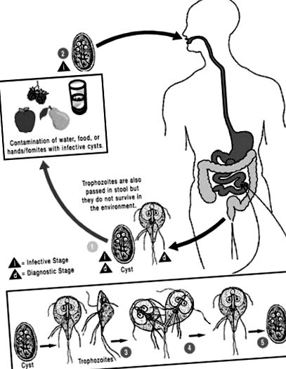Bélféreg, Bélférgesség - Betegségek | Budai Egészségközpont