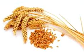пшеницата