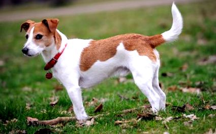 Jack russell terrier fogyni