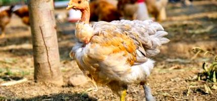 Mikoplazmózis madarak kezelésében - Myoplazmózis menete és kezelése csirkéknél