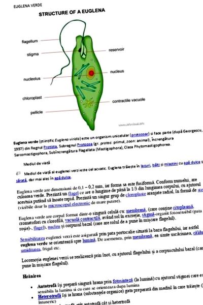 Féregparaziták faja, Buzogányfejű férgek – Wikipédia Féregparazita válaszol