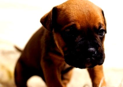 Симптоми на парвовирус при кучета и варианти за лечение - Блог на MobileVet