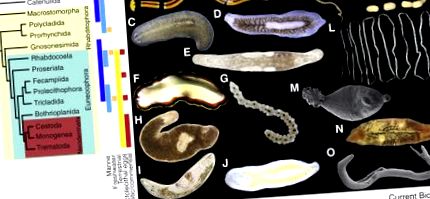 Platyhelminthes féreg pelyhes - Orvosi helminthológia. Flukes osztály - Trematoda