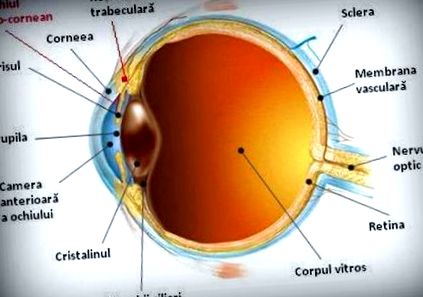 a táplálkozás helyreállítja a látást angioprotektorok a látáshoz