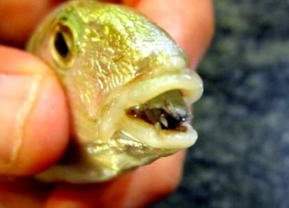 Parazit ryba - Ryba parazit jazyk. Conjunctival papillomas