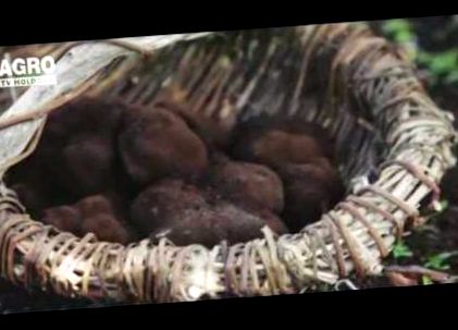 Thai, Kínai szárított Shiitake, Fekete Fafül gomba