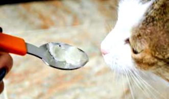 Székrekedés macskáknál otthoni kezelés folyékony paraffin, és egyéb  eszközökkel