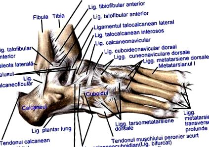 A bal boka ízületének artrózisa 1 fok