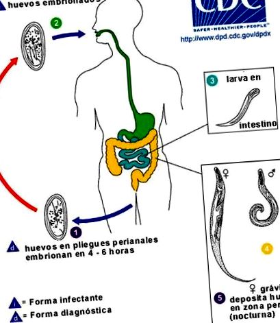 az enterobiosis parazitológiai vizsgálatának megerősítése a papillomavírus gyógyítja