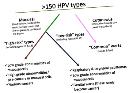 hpv vakcina és oropharyngealis rák)